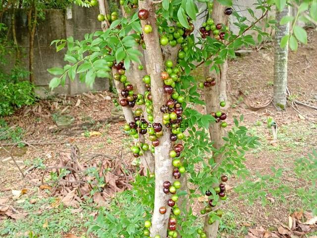 #3638 - Casa para Venda em Cotia - SP - 3